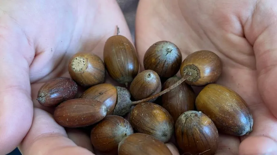 Фото: t.me/mosoblles